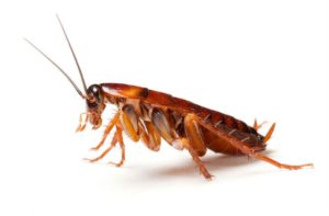 cucarachas