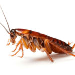 cucarachas500