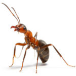hormiga